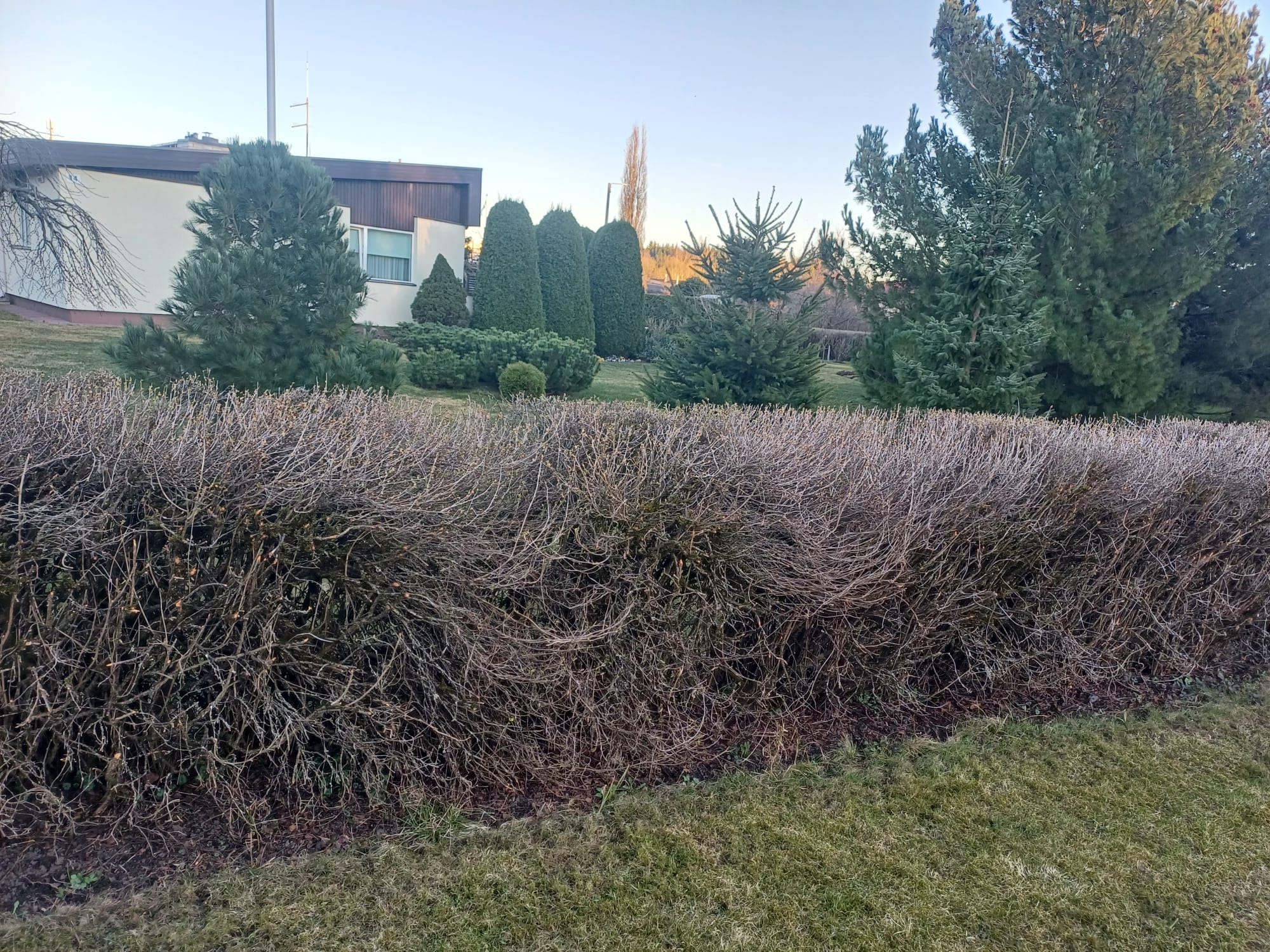 Kuidas valida hekki?